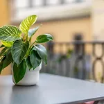 Le Fije - Luxury Orvieto